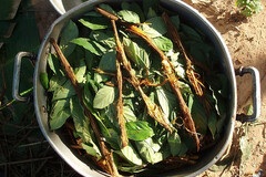 L'ayahuasca, breuvage utilisé depuis probablement au moins 4000 ans