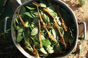 L'ayahuasca, breuvage utilisé depuis probablement au moins 4000 ans