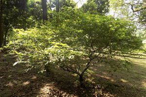 Un arbuste d'Iboga (copyright Hiobson, CC BY-SA 4.0 creative Commons)