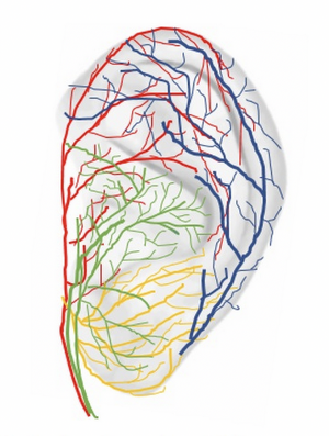 Source : Transcutaneous auricular VNS applied to experimental pain: A paired behavioral and EEG study using thermonociceptive CO2 laser, PLos One 2021