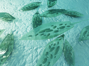 L'euglène, une micro-algue aux vertus santé prometteuses