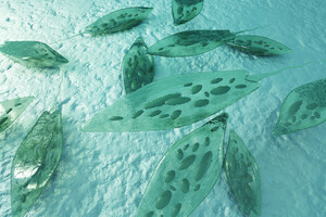 Au-delà de la spiruline : les microalgues 2.0 aux multiples bienfaits