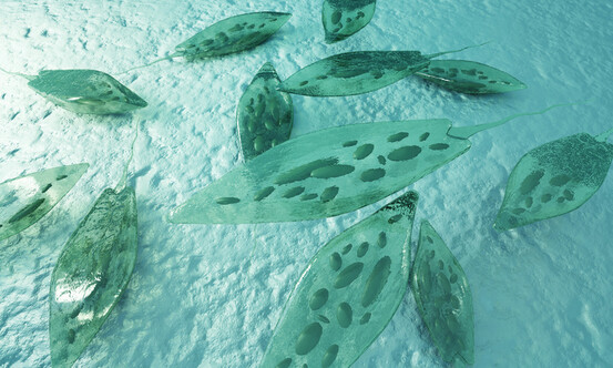 L'euglène, une micro-algue aux vertus santé prometteuses