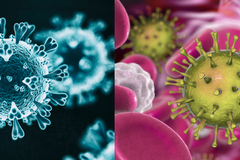 A gauche le covid-19, à droite le cytomégalovirus soupçonné de l'aider