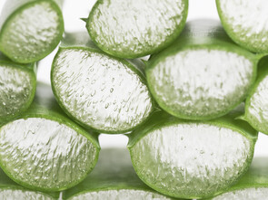 Le gel extrait de l'aloe vera, utilisé pour de nombreuses affections dermatologiques