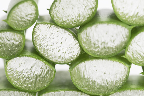 Le gel extrait de l'aloe vera, utilisé pour de nombreuses affections dermatologiques
