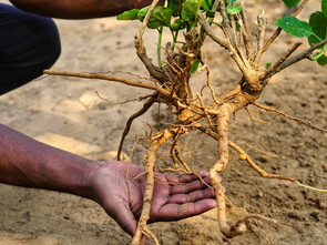 L’ashwagandha a montré qu’elle permettait de réduire hypertrophie surrénalienne.