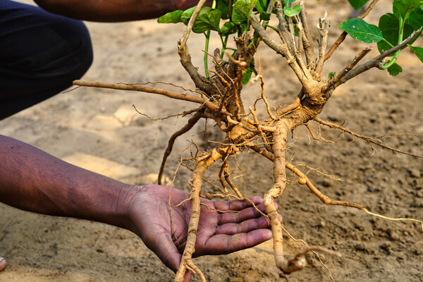 L’ashwagandha a montré qu’elle permettait de réduire hypertrophie surrénalienne.