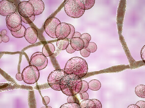 Le niveau de stress a aussi impact sur l’équilibre de l’écosystème intestinal.