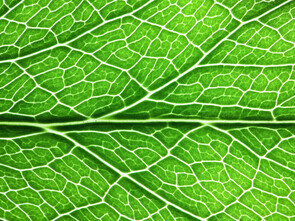 La chlorophylle a la capacité de transporter l’oxygène jusqu’aux tissus.