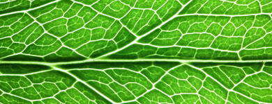 La chlorophylle a la capacité de transporter l’oxygène jusqu’aux tissus.