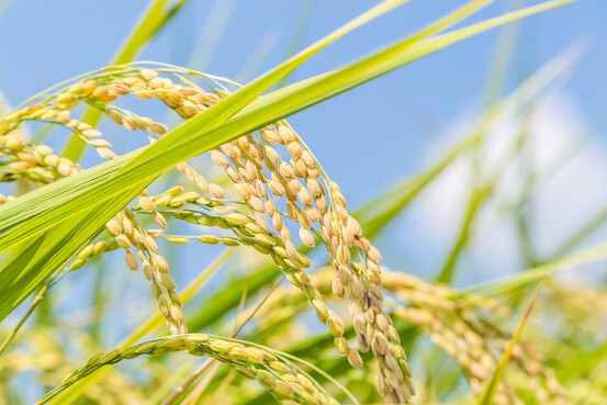 Une concentration plus élevée de CO2 conduit à une diminution certaine de la teneur du riz en vitamines.