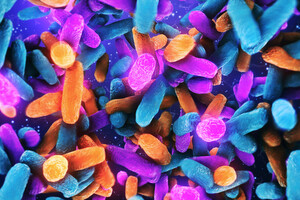 Microbiote : des anomalies responsables de démence