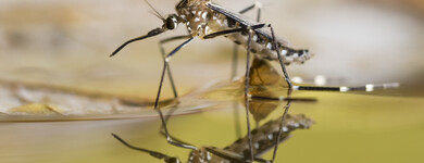 Les orages et les chaleurs favorisent la reproduction des moustiques.