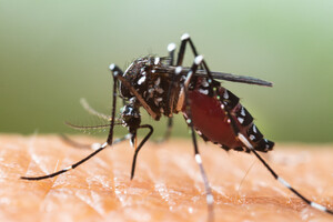 Le chikungunya est à nos portes ?