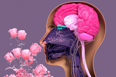 La zone du cerveau particulièrement touchée par le virus serait celle de l’odorat.