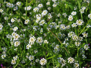 On préconise le jus de ses racines pour traiter efficacement des lésions dermatologiques.