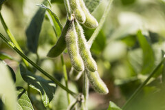 Le soja, apprécié en alimentation végétale, est aussi active sur le plan hormonal.