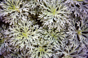 L'artemisia annua, une des 12 plantes du remède Jinhua Qinggan