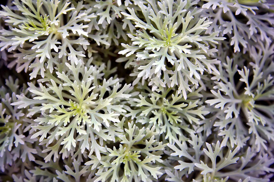 L'artemisia annua, une des 12 plantes du remède Jinhua Qinggan 