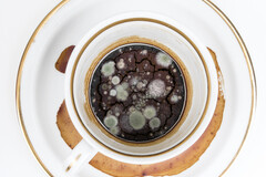 Tasse à café envahie de bactéries