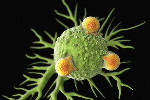 Quelle est la relation complexe entre cancer, microbiote et immunité ?