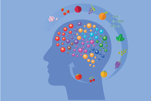 Cerveau : comment boen le nourrir