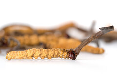 Le Cordyceps sinensis momifie les larves sur toute leur longueur.