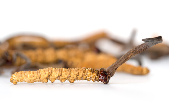 Le Cordyceps sinensis momifie les larves sur toute leur longueur. 
