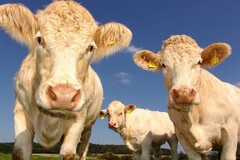 Tout le règne du vivant pourrait-être affecté, y compris les vaches