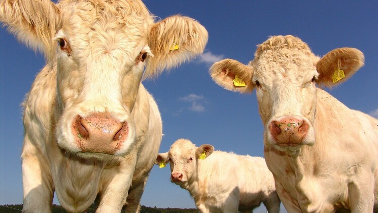Tout le règne du vivant pourrait-être affecté, y compris les vaches