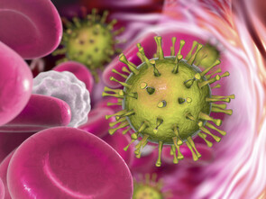 Le cytomégalovirus, présent dans le sang