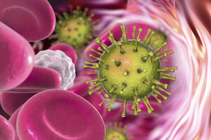 Le cytomégalovirus, présent dans le sang