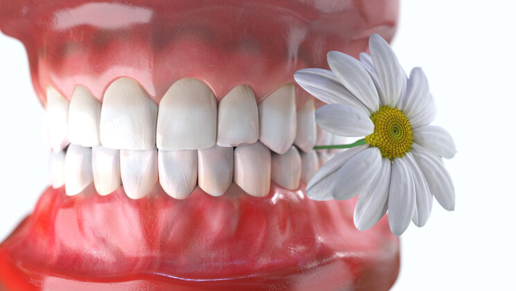 Les dents, des éléments vivants
