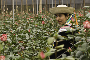 La production de roses en équateur, facteur d'exposition aux pesticides
