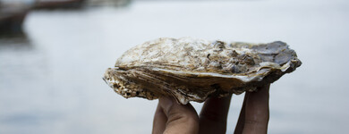 Une sélection d'huîtres du Connemara riches en zinc utilisées pour des compléments alimentaires.