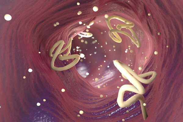 Thérapie helminthique : efficace ou pas contre les MICI, la dépression et les maladies auto-immunes ?