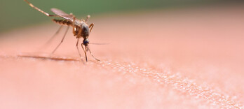 Le forçage génétique est-il la solution au paludisme ? - Alternative Santé