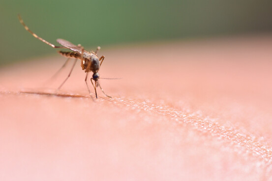 Des milliards de moustiques transgéniques ont déjà été disséminés dans plusieurs pays.