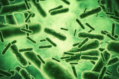 L'argent colloïdal a montré un effet antibactérien sur Escherichia coli notamment.