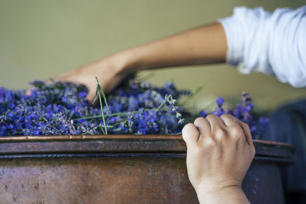Les hydrolats sont produits pendant la distillation des huiles essentielles