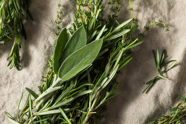 Alzheimer : les bienfaits de l’acide carnosique du romarin et de la sauge