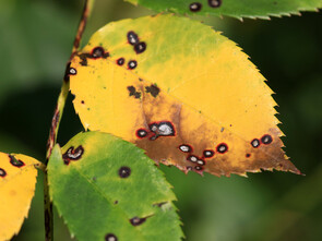 Les personnes âgées sont plus susceptibles de développer une onychomycose.
