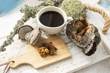 Chaga, champignon star des antioxydants