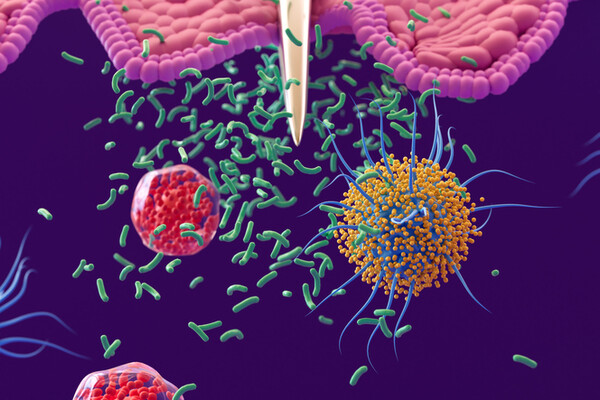 Phages : vers des cocktails personnalisés ?
