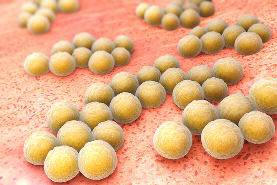 Staphylocoque doré : bientôt un probiotique au lieu des antibiotiques ?