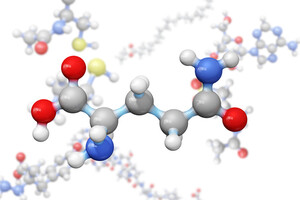 L'acide aminé glutamine est le moyen le plus étudié pour améliorer la perméabilité intestinale.