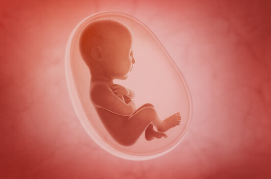Comment le microbiote intestinal maternel communique avec le fœtus