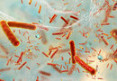 Biofilms, ces bactéries qui s’organisent et résistent