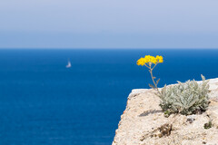 Immortelle corse